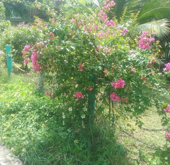 Bed and Breakfast Posada Manchineelroad | Providencia | San Andres y Providencia | Colombia 9