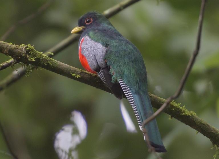 Hotel Reserva El Cairo  Valle De Cocora | Salento | Quindío | Colombia 10