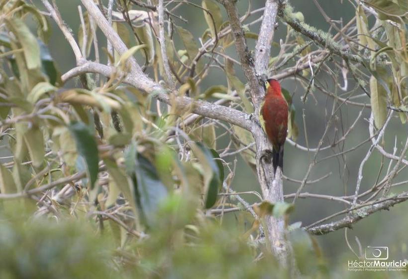 Hotel Reserva El Cairo  Valle De Cocora | Salento | Quindío | Colombia 12