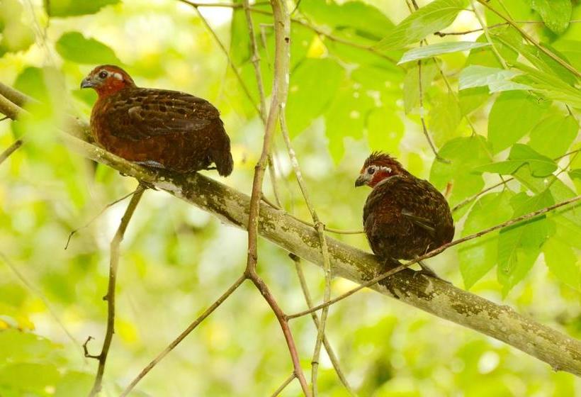 Hotel Reserva El Cairo  Valle De Cocora | Salento | Quindío | Colombia 14