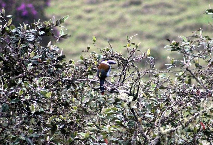 Hotel Reserva El Cairo  Valle De Cocora | Salento | Quindío | Colombia 17