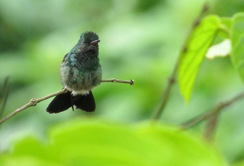 Hotel Y Restaurante Visperas | Santa Rosa de Cabal | Risaralda | Colombia 20