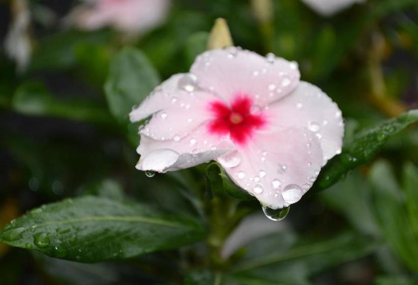 Hotel Salento Pequeño | Salento | Quindío | Colombia 17