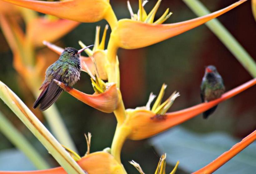 Bed and Breakfast La Casa Amarilla | Mompos | Bolivar | Colombia 15