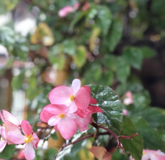 Eco Hotel Las Palmas | Armenia | Quindío | Colombia 10