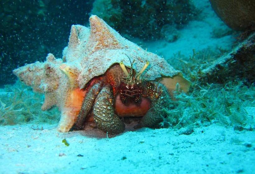Hotel Y Centro De Buceo Sirius | Providencia | San Andres y Providencia | Colombia 12
