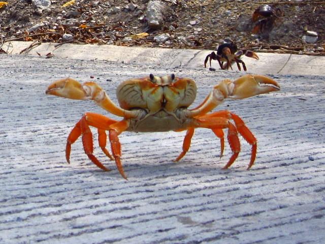 Hotel Y Centro De Buceo Sirius | Providencia | San Andres y Providencia | Colombia 13