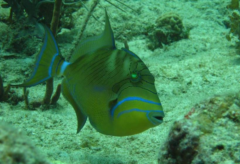 Hotel Y Centro De Buceo Sirius | Providencia | San Andres y Providencia | Colombia 14
