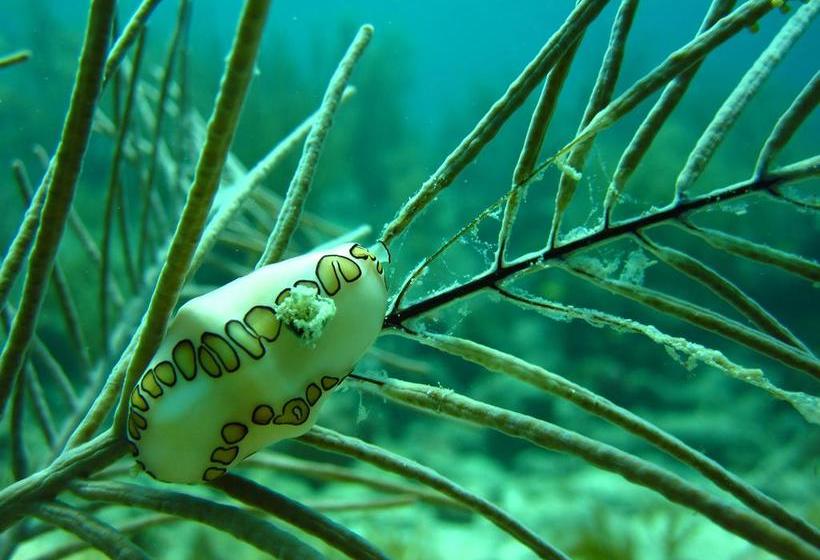 Hotel Y Centro De Buceo Sirius | Providencia | San Andres y Providencia | Colombia 15