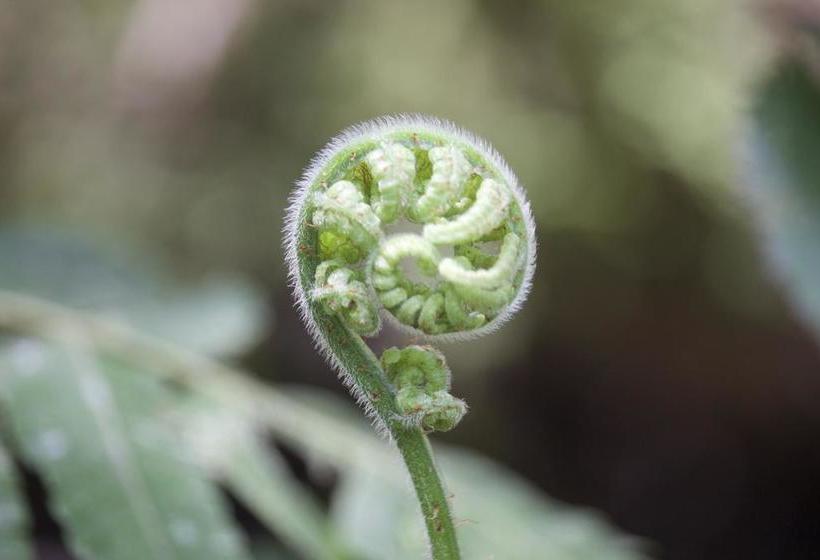 Hotel Shaman Lodge | Tena | Napo | Ecuador 9