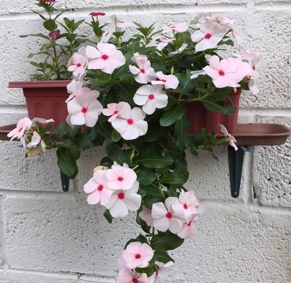 Hotel Joya De La Selva | Tena | Napo | Ecuador 10