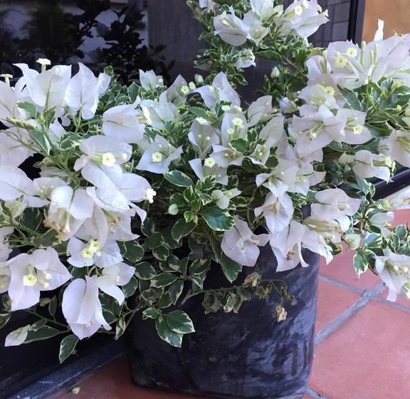 Hotel Joya De La Selva | Tena | Napo | Ecuador 8