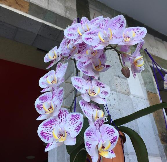 Hotel Joya De La Selva | Tena | Napo | Ecuador 9