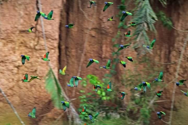 Bed and Breakfast Hostal Limoncocha Napo