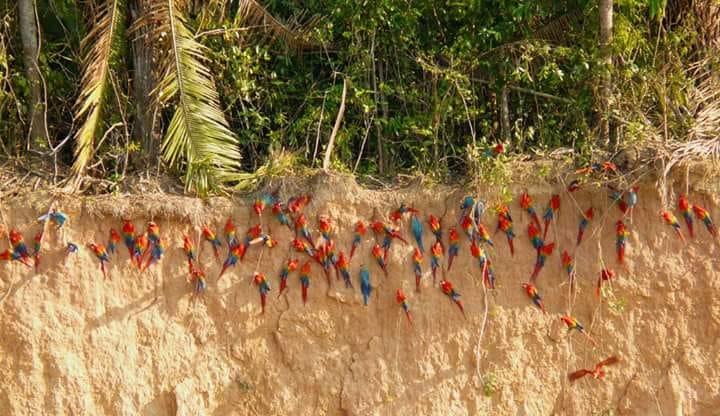 Bed and Breakfast Hostal Limoncocha | Tena | Napo | Ecuador 1