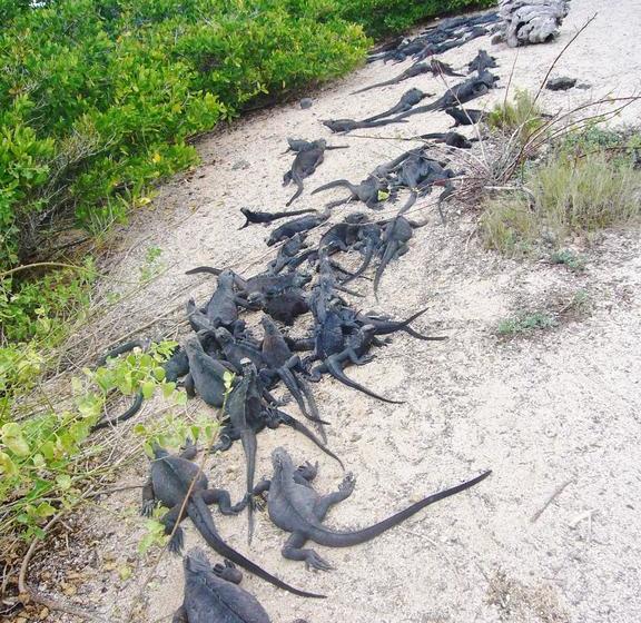 Hotel Pelican Bay | Puerto Ayora | Galápagos | Ecuador 5