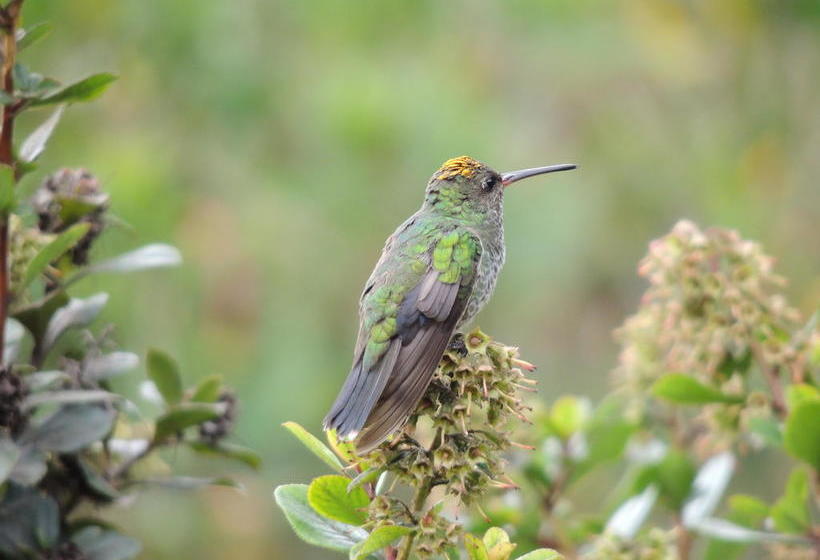 Hotel Hosteria Cananvalle | Ibarra | Imbabura | Ecuador 14