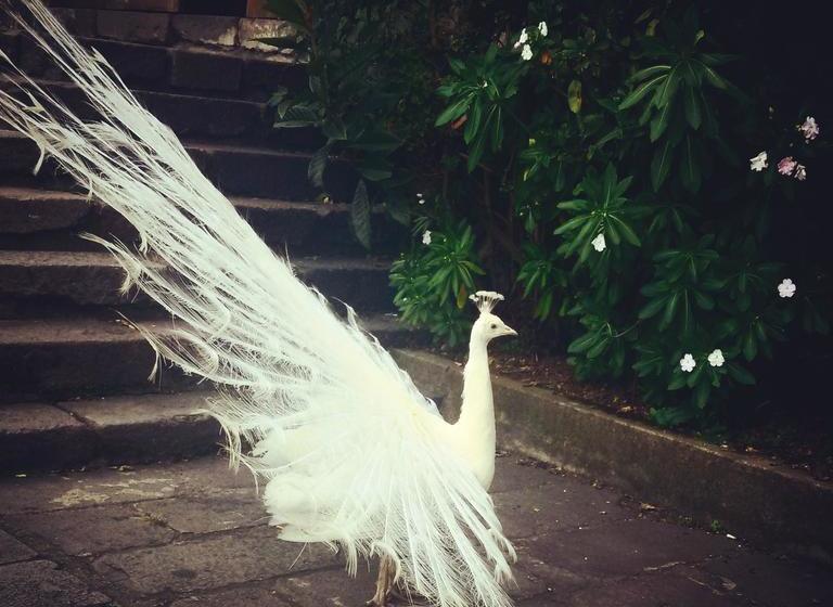 Hotel Hacienda La Carriona | Sangolqui | Pichincha | Ecuador 3