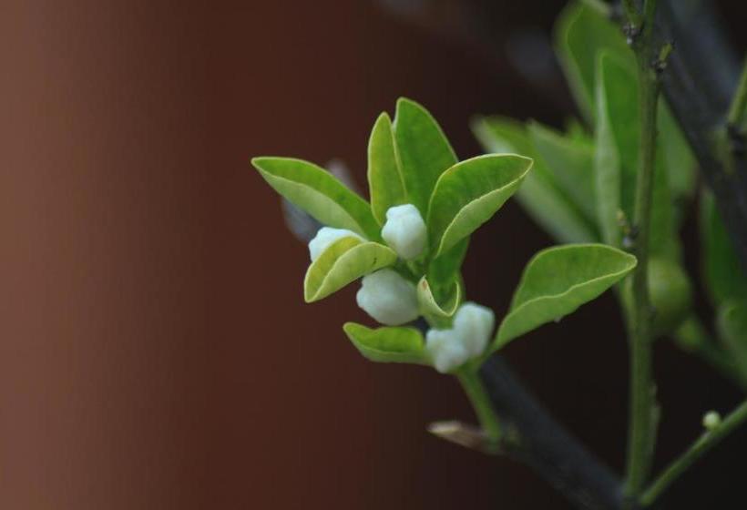Hotel Primera Hacienda | La Serena | Coquimbo | Chile 9