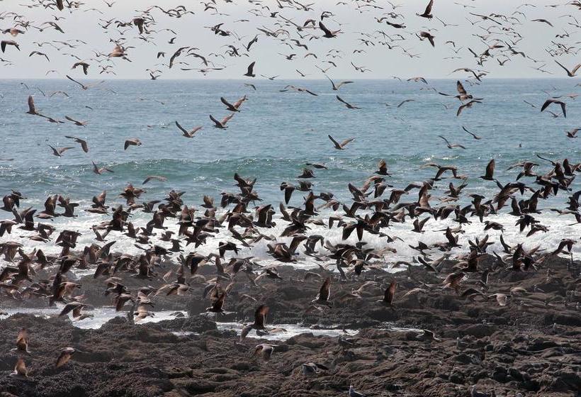 Hotel Apacheta | Arica | Tarapaca | Chile 20