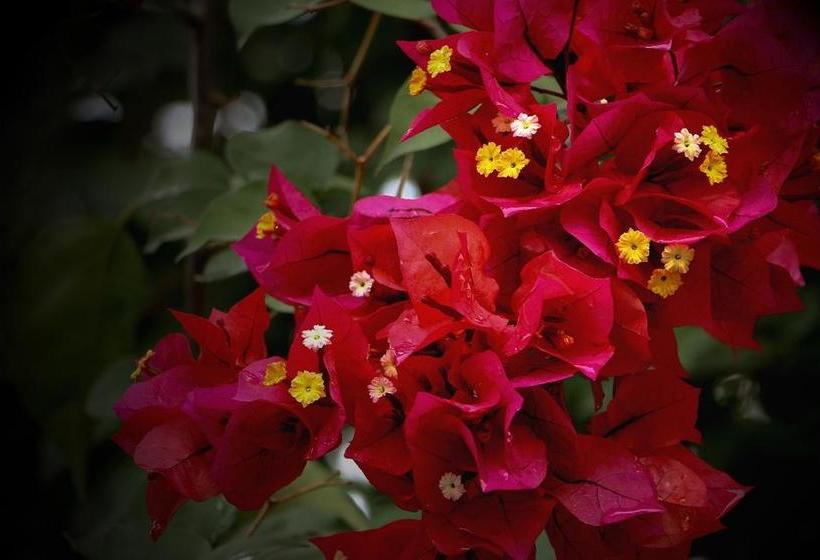 Bed and Breakfast Casa Campestre La Gloria En Pitalito | Pitalito | Huila | Colombia 7