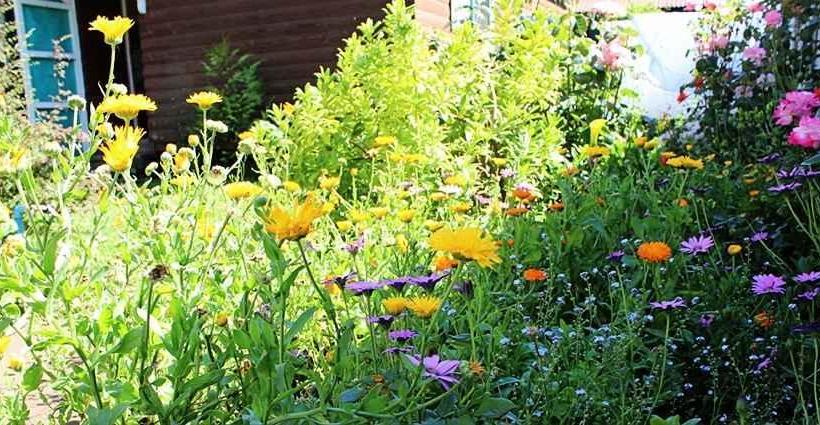 Hostal Klaus | Pucon | Araucanía | Chile 4