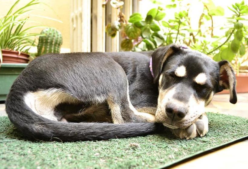 Hotel Hostal Rio Amazonas | Santiago de Chile | Santiago | Chile 4