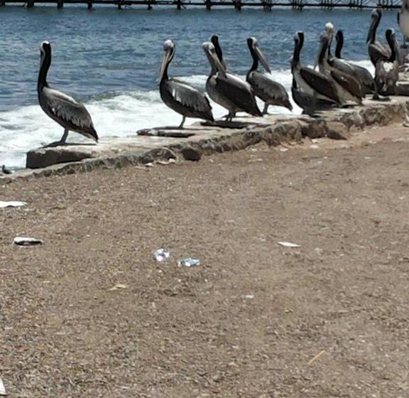 Paposo Inn Hostel | Taltal | Antofagasta | Chile 20