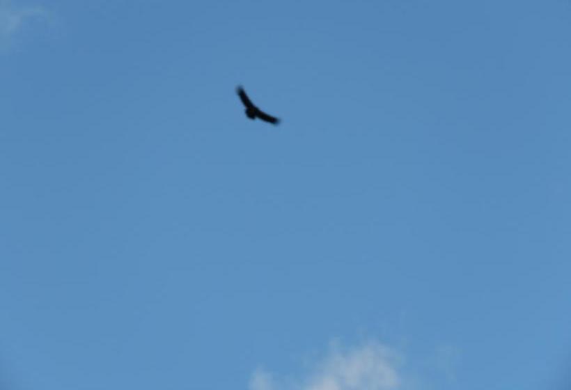 Bed and Breakfast Refugio Ecologico | San José de Maipo | Santiago | Chile 13