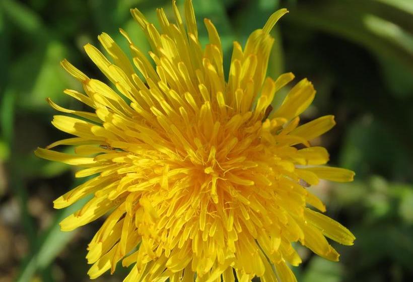 Bed and Breakfast Refugio Ecologico | San José de Maipo | Santiago | Chile 4