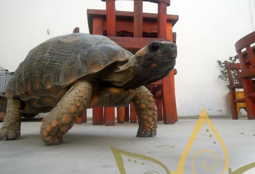 Atma Hostel & Yoga | Huanchaco | Trujillo | Perú 9