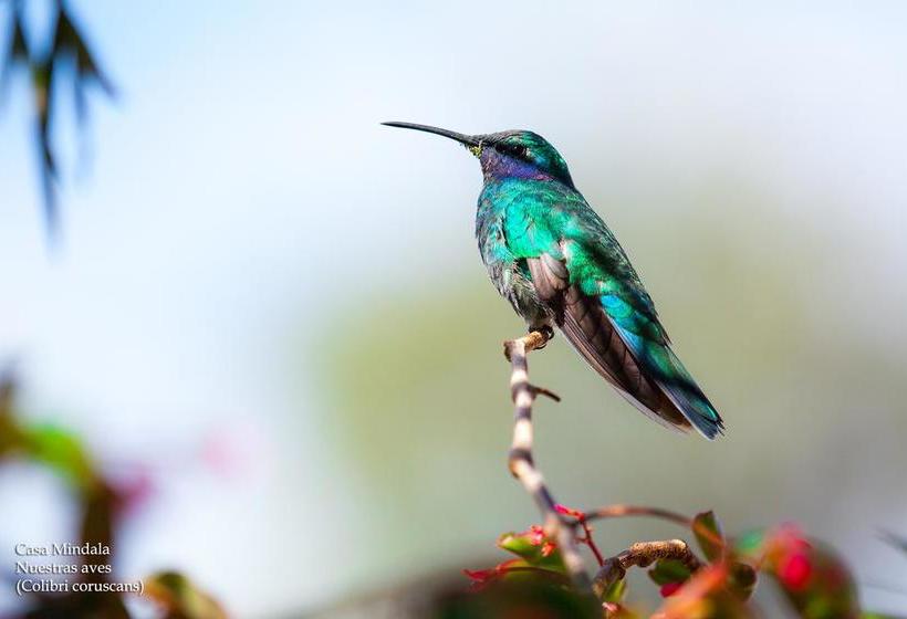 Bed and Breakfast Casa Mindala | Otavalo | Imbabura | Ecuador 11