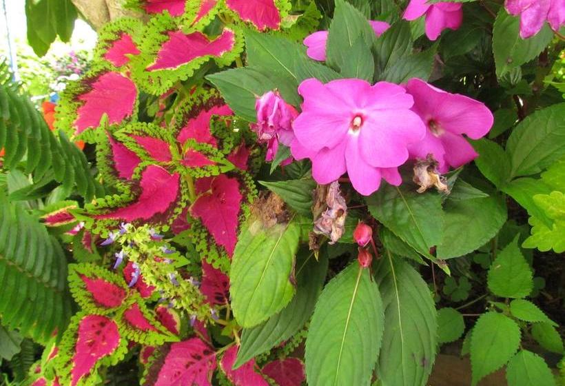 Finca Hotel La Palmita | Montenegro | Quindío | Colombia 12