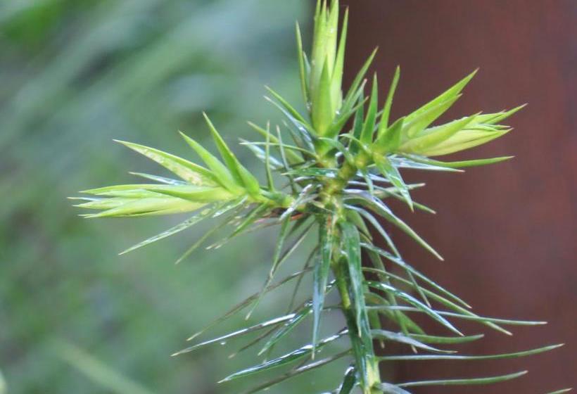 Hotel Pumallen | Futaleufú | Los Lagos | Chile 8