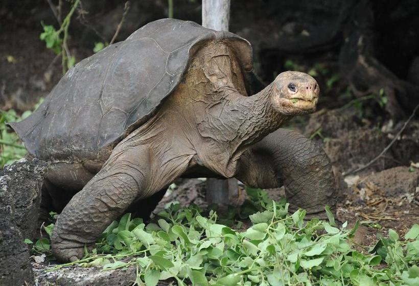 Hotel Blue Shark Galapagos | Puerto Ayora | Galápagos | Ecuador 3