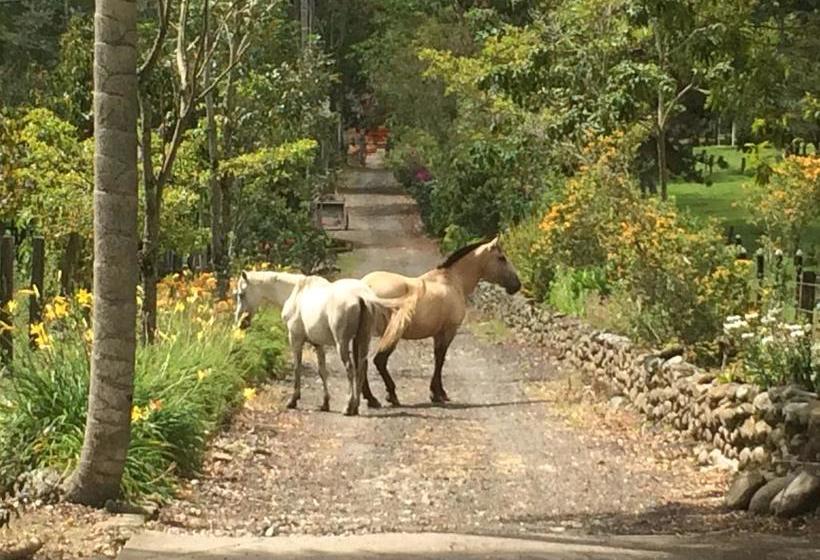 Bed and Breakfast Reserva Guadalajara | Salento | Quindío | Colombia 10