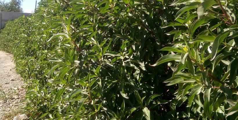 Hotel Copiapo Suites | Copiapó | Atacama | Chile 19