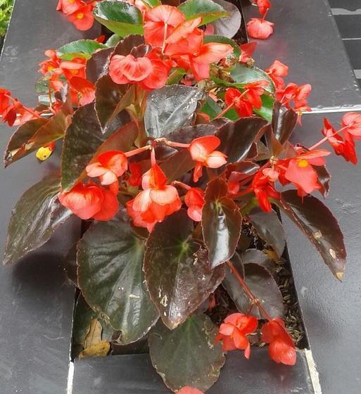 Hotel Bulerias Medellin | Medellín | Antioquia | Colombia 17