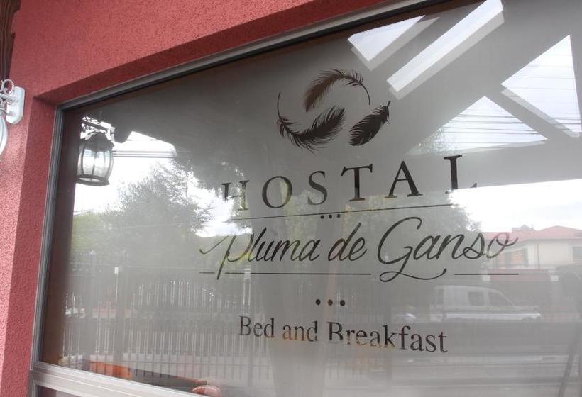 Bed and Breakfast Hostal Pluma De Ganso | Temuco | Araucanía | Chile 19