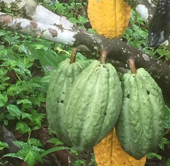 Bed and Breakfast El Quetzal De Mindo | Mindo | Pichincha | Ecuador 17