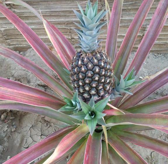 The Sea Garden B&b  Zorritos | Zorritos | Contralmirante Villar | Perú 11