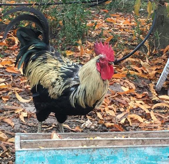 Hotel Hoja De Parra | Santa Cruz | O'Higgins | Chile 18