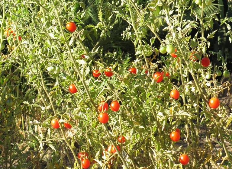 Hotel Boutique Quinta Maria | Santa Cruz | O'Higgins | Chile 17