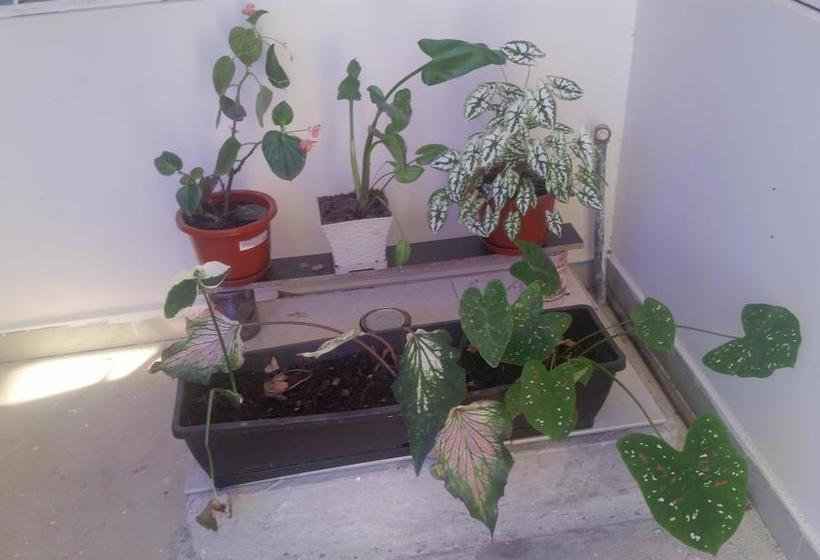 Hotel El Indio | Nueva Loja | Sucumbíos | Ecuador 1