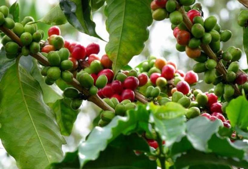 Hostel Coffee Town Pereira | Pereira | Risaralda | Colombia 19