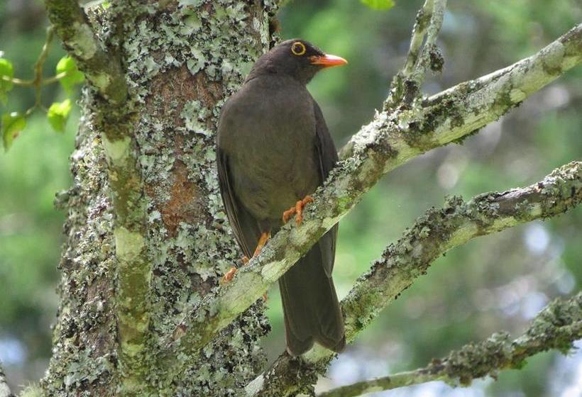 Albergue Tarragona Hostal | Santa Rosa de Cabal | Risaralda | Colombia 13