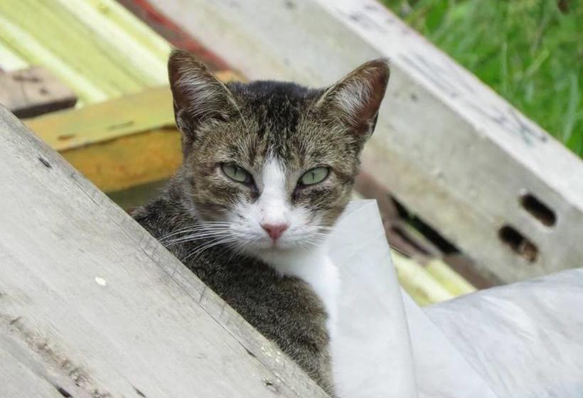 Albergue Tarragona Hostal | Santa Rosa de Cabal | Risaralda | Colombia 14