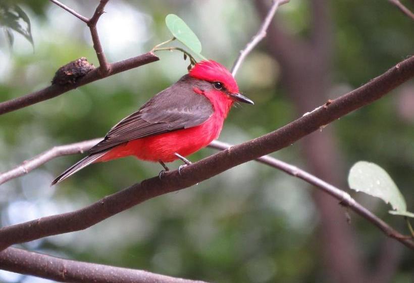 Albergue Tarragona Hostal | Santa Rosa de Cabal | Risaralda | Colombia 2