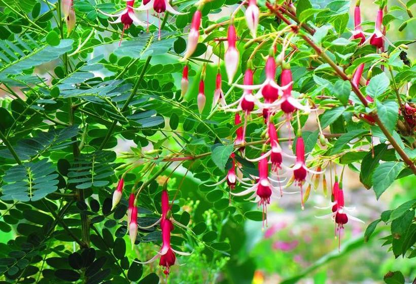 Hotel Molino Machu Picchu Peru | Ollantaytambo | Urubamba | Perú 10