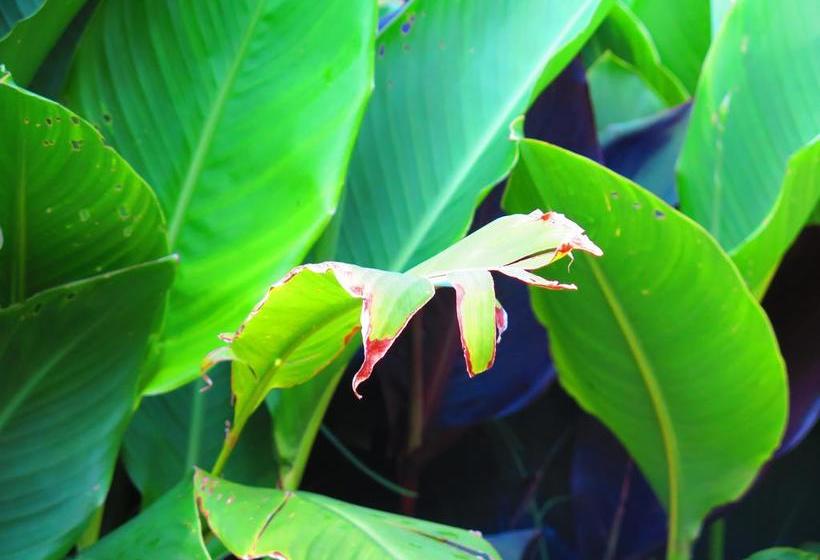 Hotel Molino Machu Picchu Peru | Ollantaytambo | Urubamba | Perú 8